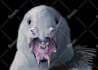 draw  speculative evolution  paleoart and more