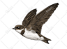 draw your bird into cartoon vector 24 hours