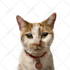 draw amazing cartoon portrait for your dog, cat or any pet