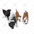 draw your pets animal photo into cute animal illustrations