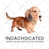 draw a custom cartoon pet portrait from your dog or cat photo