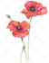 background remove, crop, cut, edit, resize and retouch image