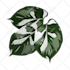 draw vector plants, fruits and vegetables illustration