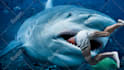 design amazing clickbait animal thumbnail