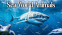design youtube thumbnail for animal channel