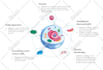 design modern infographic flow charts and diagrams