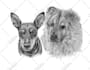 do a black and white pet portrait