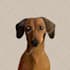draw illustration animal pet cartoon vector potrait