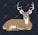 draw you cartoon animal graphic design