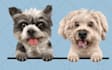 draw your pet into amazing realistic cartoon style