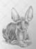 draw a portrait of your pet
