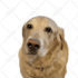 drawing vector illustration of a pet dog or cat
