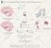 design scientific illustrations, journal figures, and graphical abstracts