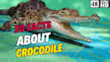 create wildlife  animals copyright free videos for youtube
