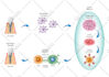 design medical, scientific illustration, figures, and diagrams