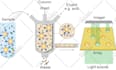 create scientific figures illustrations and diagrams