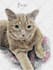 do custom pet portrait, dog portrait, cat portrait drawing