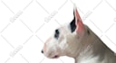do any photoshop editing and graphic design