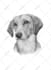 do a black and white pet portrait