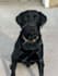 create perfect pet photos with professional editing