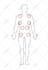 draw anatomy and musculature