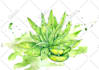 draw plant, botanical illustration