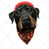 draw your pet into a vector in 24 hours
