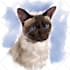 draw pet portrait illustration watercolor style