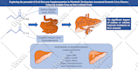 create scientific illustrations diagrams graphical abstracts