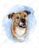 paint dog, cats, whatever pet portrait with watercolor
