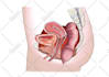 do professional medical illustrations