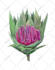 create plant, flowers line art vector
