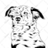 draw amazing line art for your pet