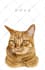 draw cartoon pet portraits, dogs, cats cartoon pet portraits