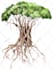 draw flowers, trees or botanical illustration