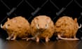 design stylized 3d characters, funko, textured, game, rig, animation, in blender
