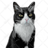 draw pet portrait into cartoon vector