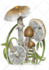 draw botanical and anatomical scientific illustrations