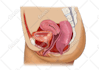 do professional medical illustrations