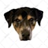 draw your pet into a cartoon vector art