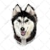 draw a cartoony custom pet portrait