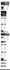 make adsense auto wordpress website for adsense   approval