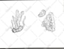 draw realistic sketch  or illustration of any thing