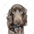 draw your pet into vector art cartoon