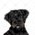 draw your pets photo for poster and custom case
