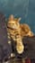 do your pet photo retouching and image editing