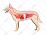 convert drawing into digital art or redraw any image adobe illustrator