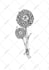 draw realistic custom flower, plants, and fruit illustration