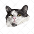 draw vector illustration dog cat animal pet cartoon portrait
