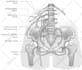 create accurate anatomy surgical and medical illustrations